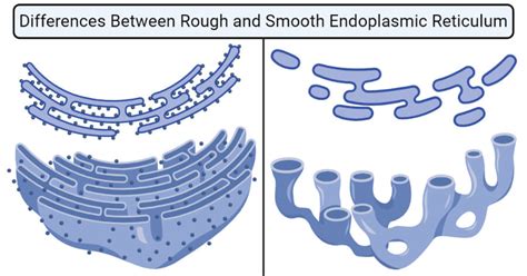 difference between rough and smooth er|what does the endoplasmic reticulum do.